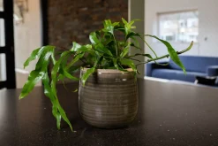 TS Blumentopf Iris grün D 18 H 15 cm