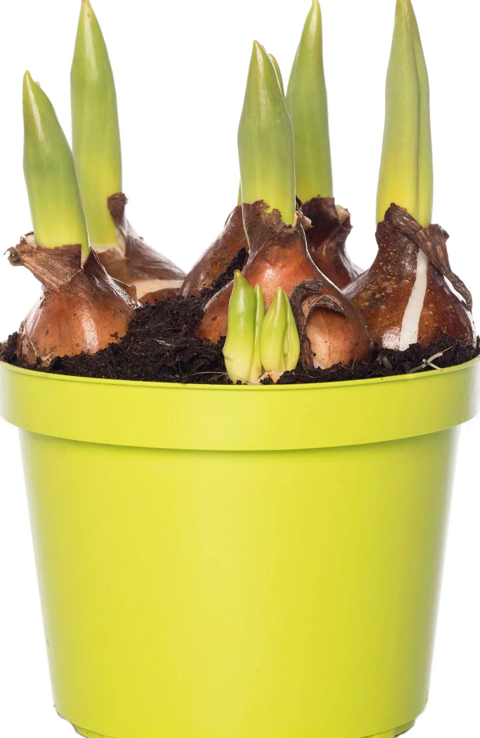 Tulpen (Tulipa 'Calgary') D 12 H 8 cm