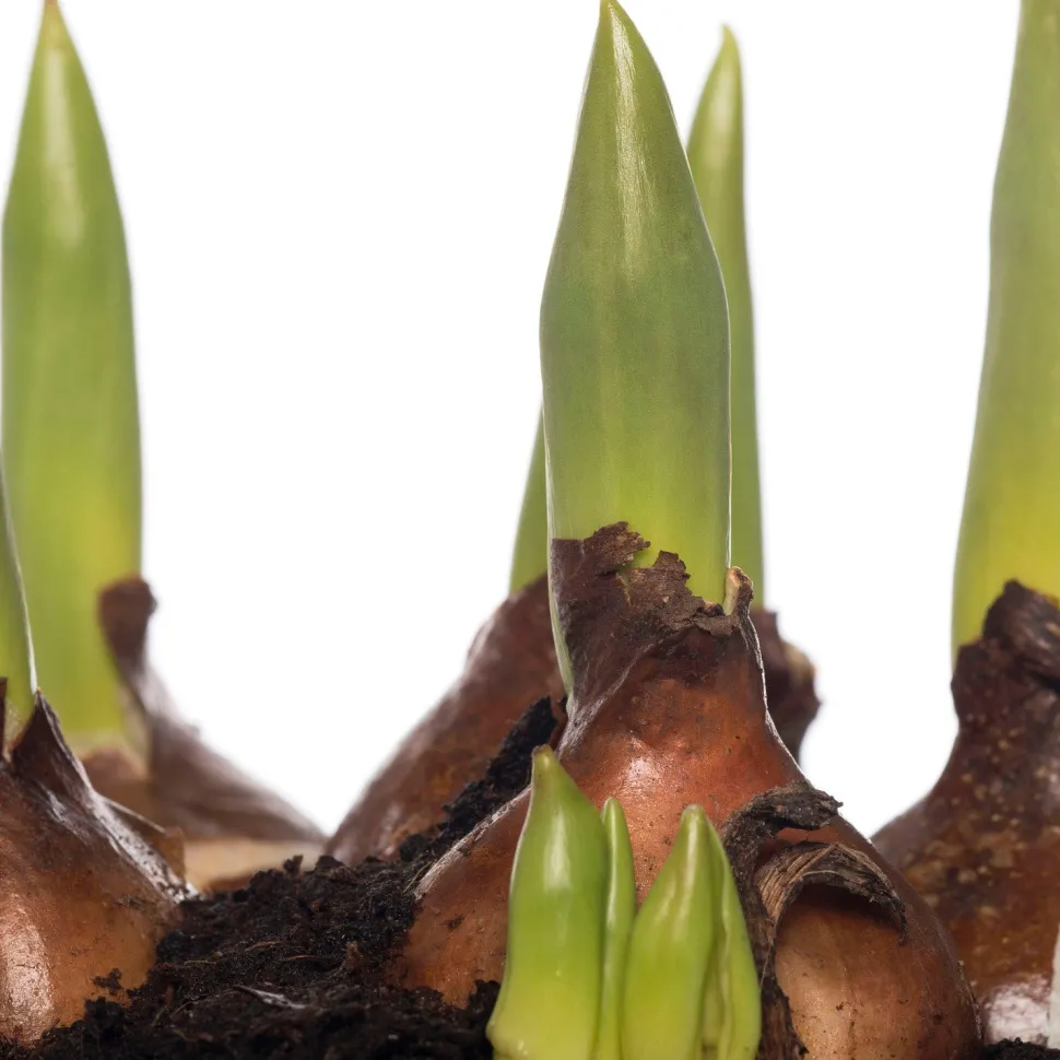 Tulpen (Tulipa 'Calgary') D 12 H 8 cm