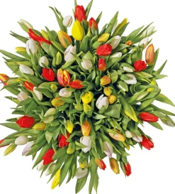 Tulpenmix 10 St. 40cm