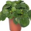 Ufopflanze (Pilea peperomoides) D 15 cm H 30 cm