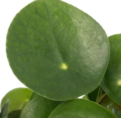 Ufopflanze (Pilea peperomoides) D 15 cm H 30 cm