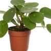 Ufopflanze (Pilea peperomoides) D 12 cm H 20 cm
