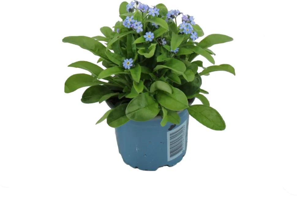 Vergissmeinnicht (Myosotis sylvestris 'Mon Amie') blauw D 10,5 H 25 cm
