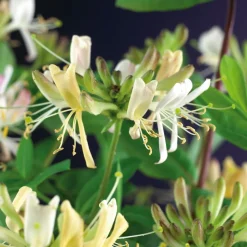 Waldgeißblatt (Lonicera periclymenum 'Belgica Select') D 23 H 210 cm