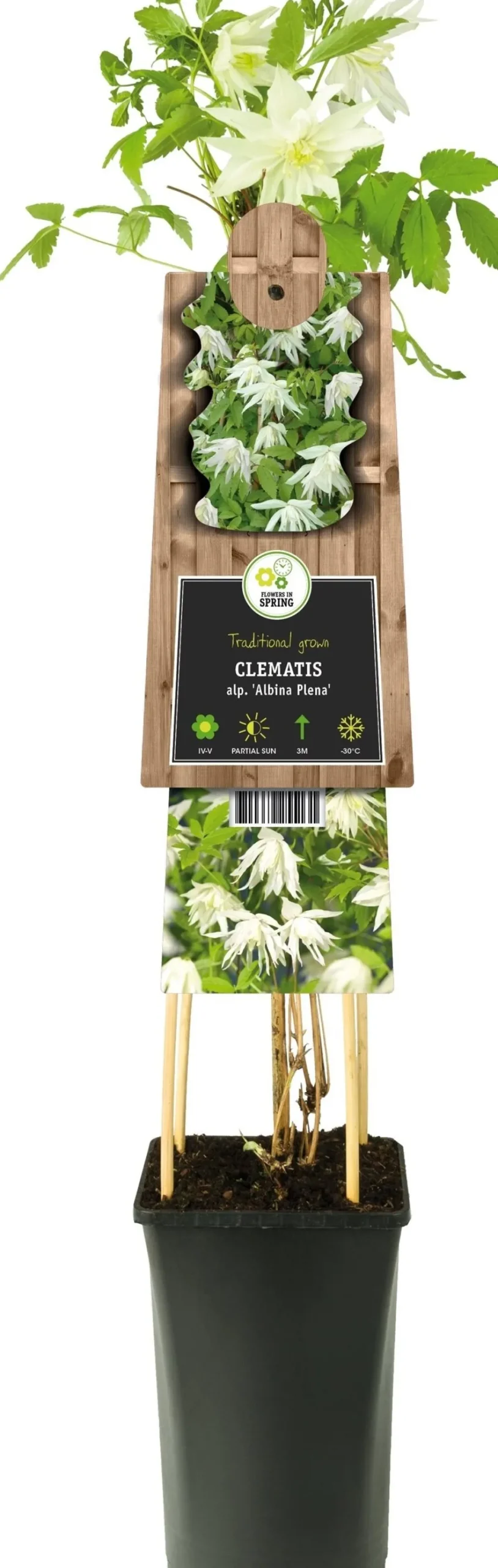 Waldrebe (Clematis alpina 'Albina Plena') D 17 H 75 cm