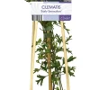 Waldrebe (Clematis 'Early Sensation') D 17 H 75 cm
