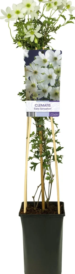 Waldrebe (Clematis 'Early Sensation') D 17 H 75 cm