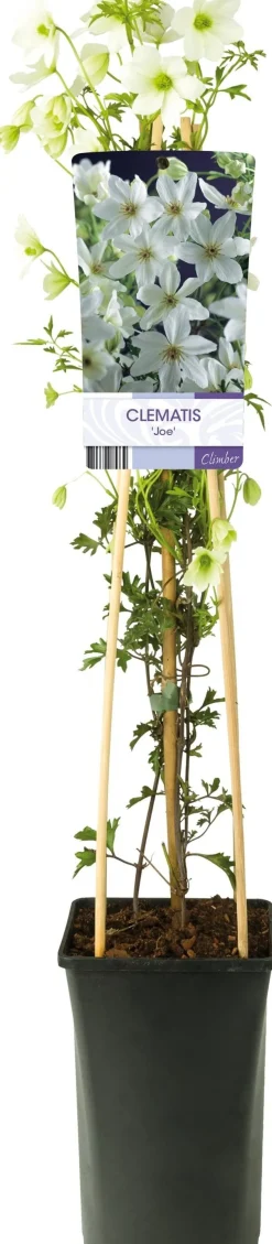 Waldrebe (Clematis forsteri 'Joe') D 17 H 75 cm