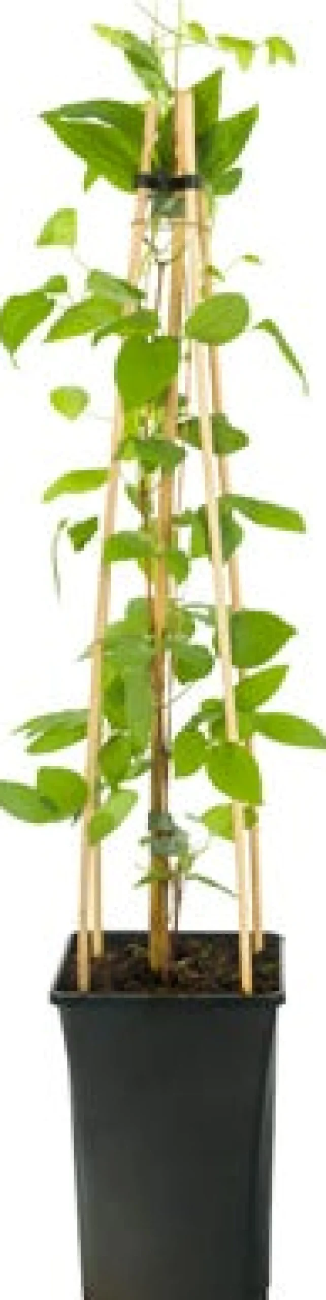 Waldrebe (Clematis 'John Paul II') D 16 H 75 cm