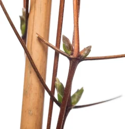 Waldrebe (Clematis 'John Paul II') D 16 H 75 cm