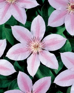 Waldrebe (Clematis 'John Paul II') D 16 H 75 cm