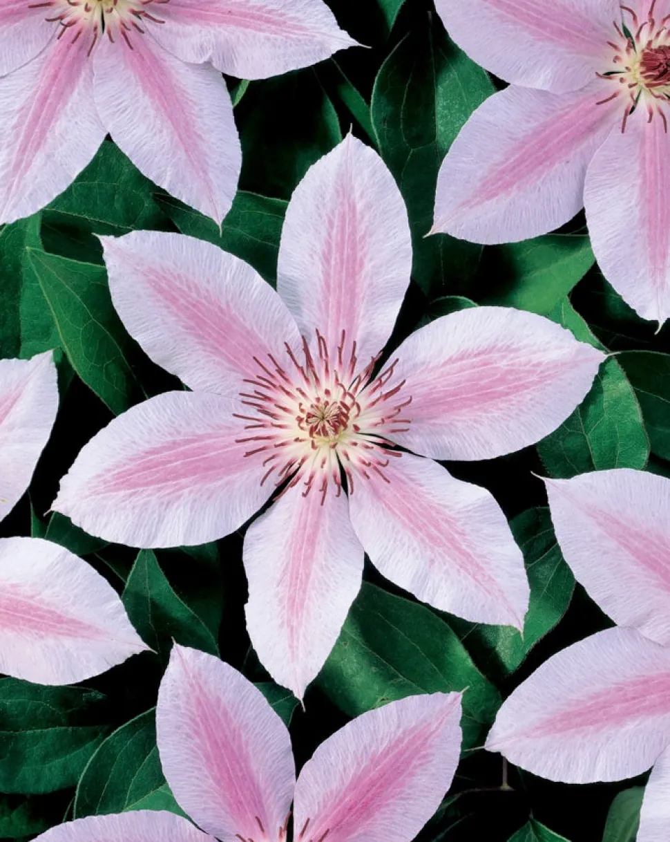 Waldrebe (Clematis 'John Paul II') D 16 H 75 cm