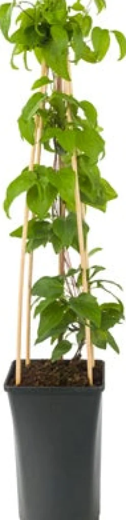 Waldrebe (Clematis 'Mrs. N. Thompson') D 16 H 75 cm