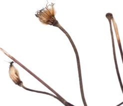 Waldrebe (Clematis 'Mrs. N. Thompson') D 16 H 75 cm