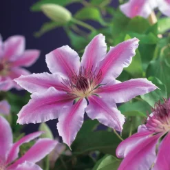 Waldrebe (Clematis 'Nelly Moser') D 23 H 210 cm