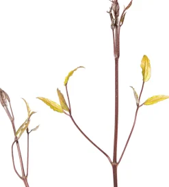 Waldrebe (Clematis 'Noora') D 16 H 75 cm