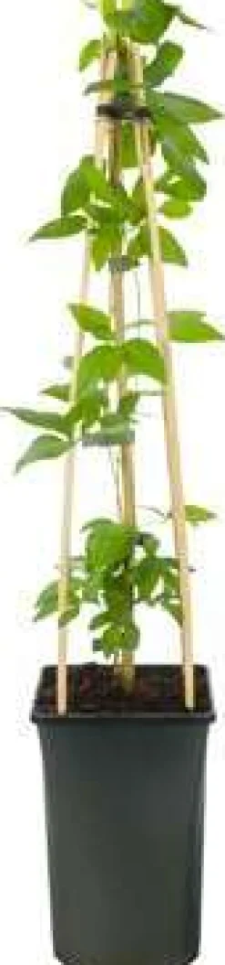 Waldrebe (Clematis 'Pernille') D 23 H 210 cm