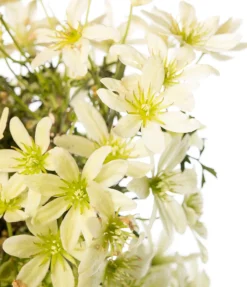 Waldrebe (Clematis 'Pixie') D 16 H 75 cm