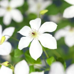 Waldrebe (Clematis 'Ville de Lyon') D 23 H 210 cm