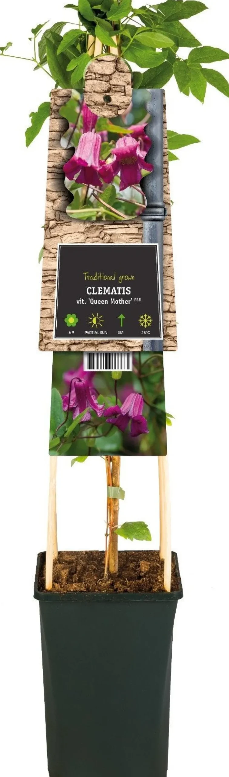 Waldrebe (Clematis vitalba 'Queen Mother') D 17 H 75 cm