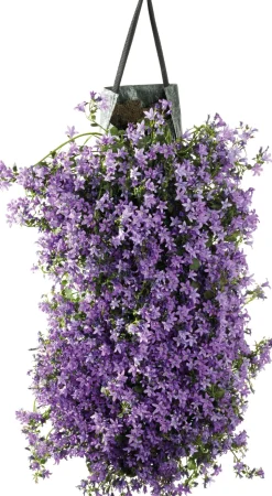 Wandhänger Dalmatiner Glockenblume (Campanula portenschlagiana 'Ambella Purple') D 60 H 25 cm