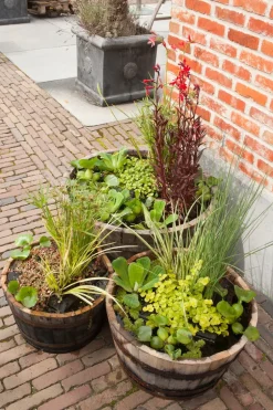 Wasserpflanzen Mix 3 Sorten