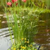 Wasserpflanzen Mix mit Schwimmkorb (Achillea Ptarmica)
