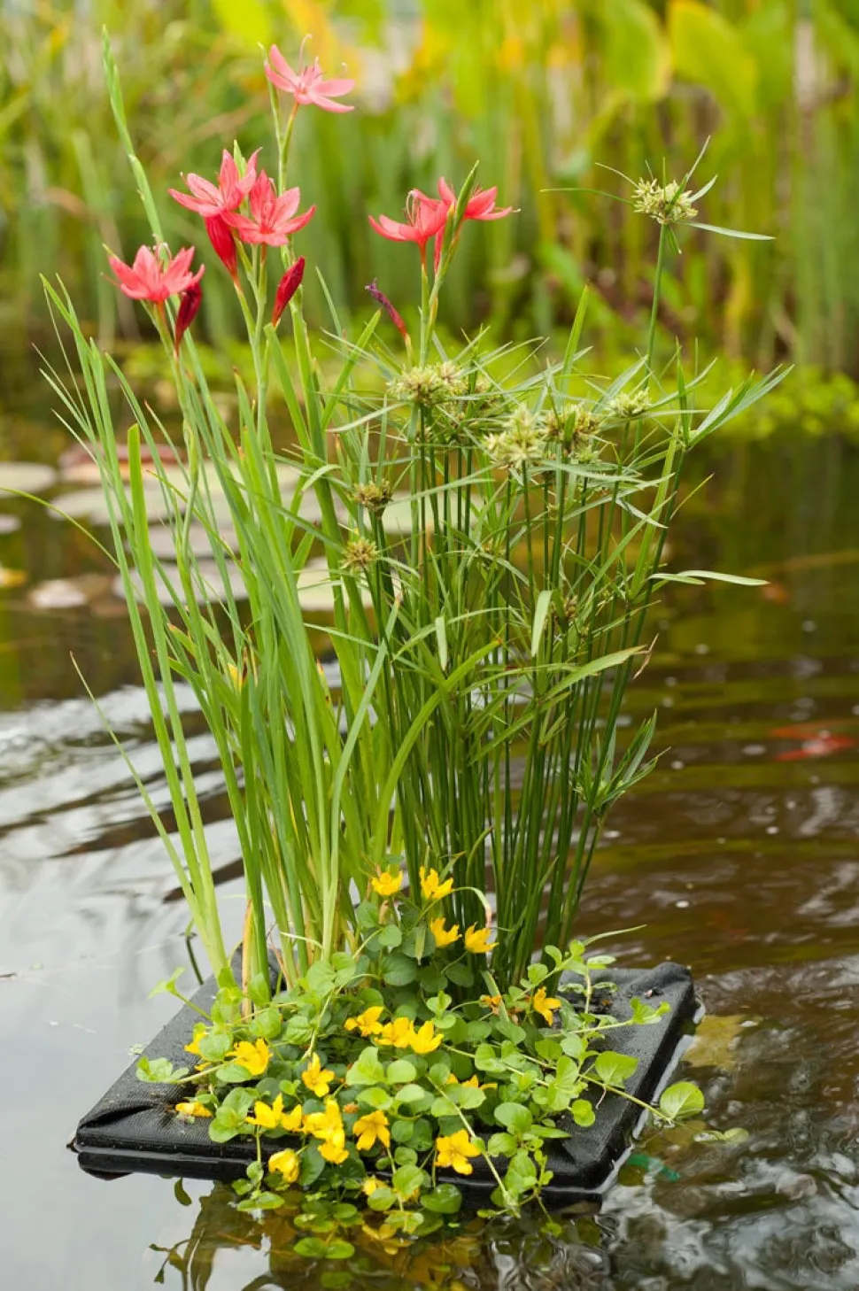 Wasserpflanzen Mix mit Schwimmkorb (Achillea Ptarmica)