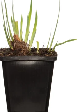 Wasserschwertlilie (Iris 'Rose Queen') D 9 H 20 cm