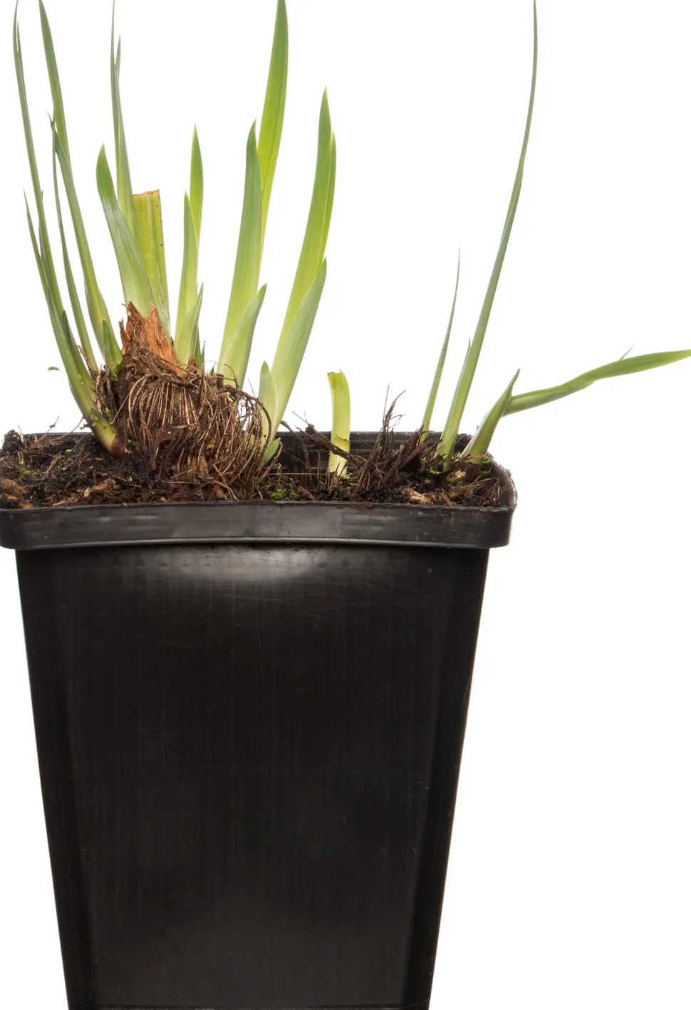 Wasserschwertlilie (Iris 'Rose Queen') D 9 H 20 cm