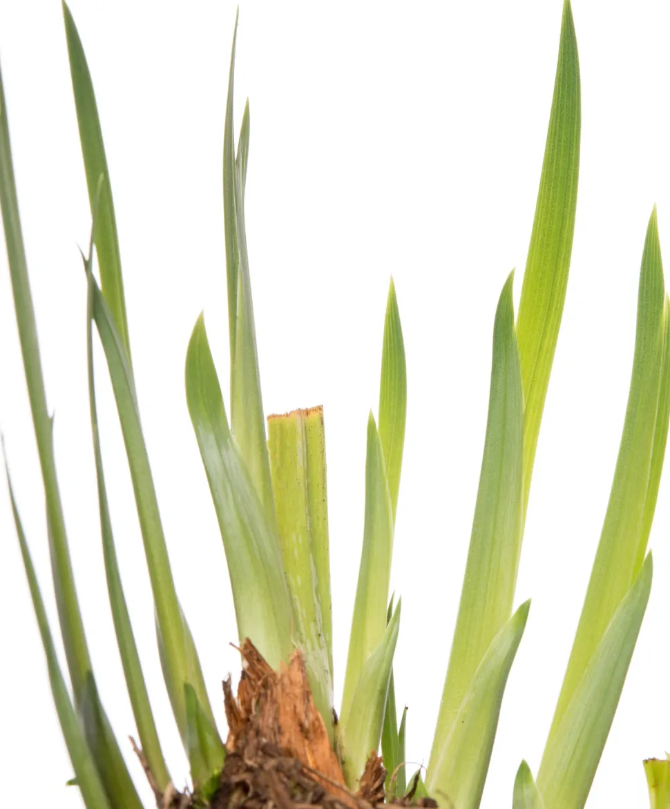 Wasserschwertlilie (Iris 'Rose Queen') D 9 H 20 cm