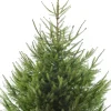 Weihnachtsbaum Fichte im Topf 150 - 175 cm