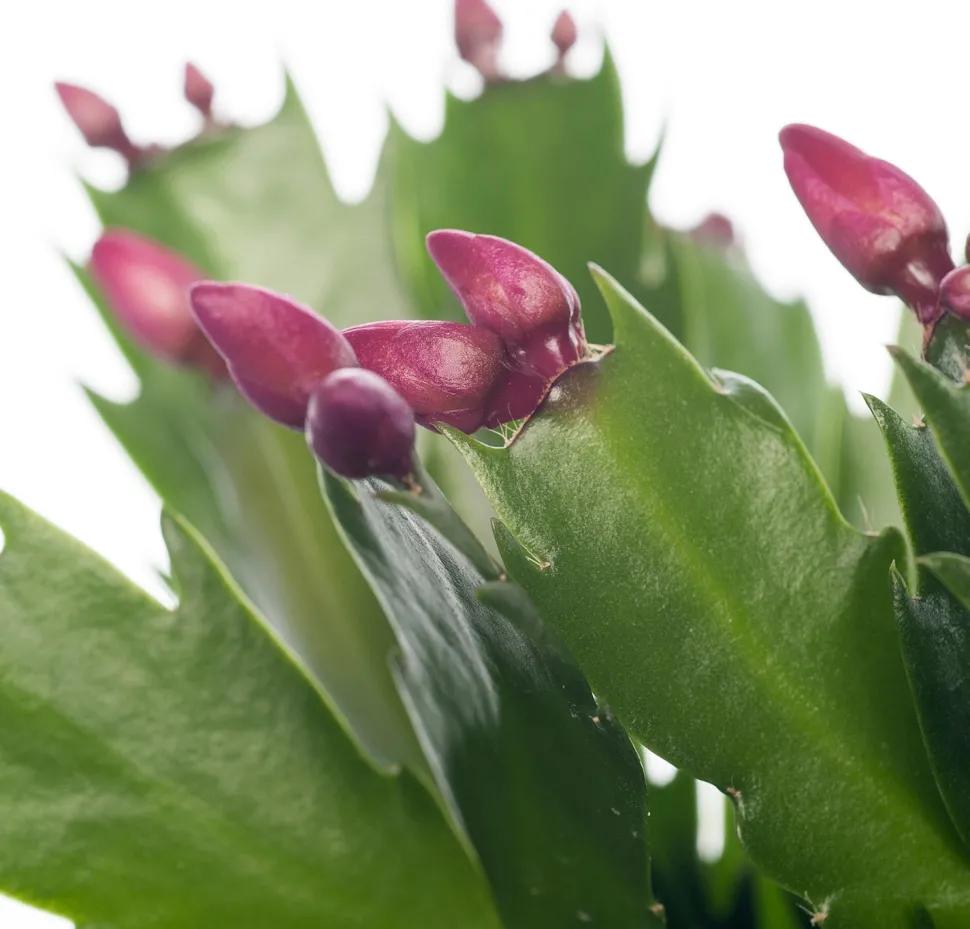 Weihnachtskaktus (Schlumbergera) rot D 13 H 35 cm