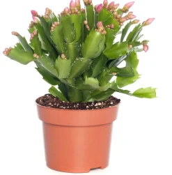 Weihnachtskaktus (Schlumbergera) rosa D 13 H 35 cm