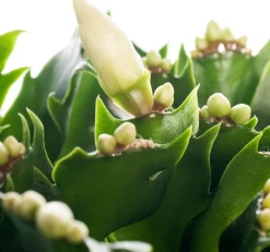 Weihnachtskaktus (Schlumbergera) weiß D 13 H 35 cm