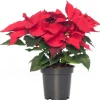 Weihnachtsstern (Euphorbia pulcherrima 'Jester Red') D 10,5 H 25 cm