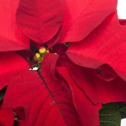 Weihnachtsstern (Euphorbia pulcherrima 'Jester Red') D 10,5 H 25 cm