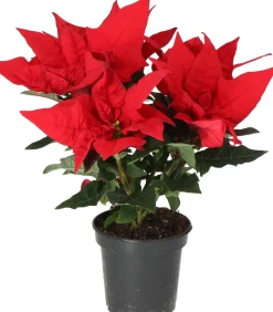 Weihnachtsstern (Euphorbia pulcherrima 'Jester Red') D 10,5 H 25 cm