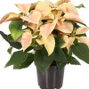 Weihnachtsstern (Euphorbia pulcherrima 'Christmas Beauty Marble') D 10,5 H 25 cm