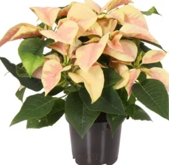 Weihnachtsstern (Euphorbia pulcherrima 'Christmas Beauty Marble') D 10,5 H 25 cm