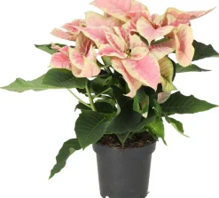 Weihnachtsstern (Euphorbia pulcherrima 'Christmas Beauty Marble') D 10,5 H 25 cm