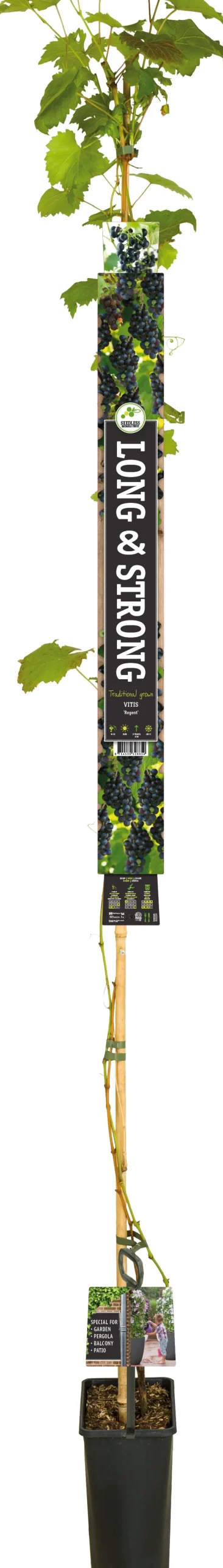 Weintraube blau (Vitis vinifera 'Regent') D 23 H 210 cm