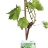 Weintraube blau (Vitis vinifera 'Regent') D 19 H 55 cm