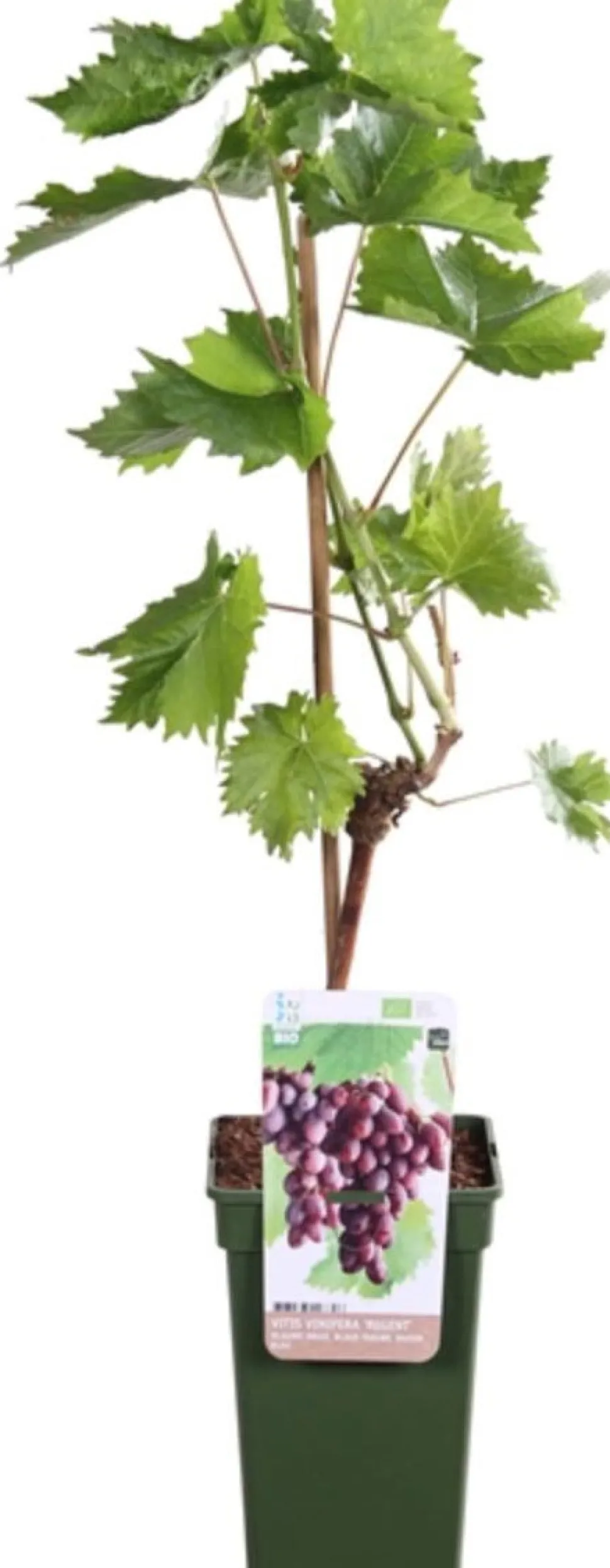 Weintraube blau (Vitis vinifera 'Regent') D 19 H 55 cm