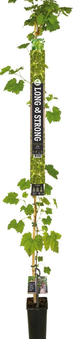 Weintraube weiß, kernlos (Vitis vinifera 'Millennium') D 23 H 210 cm