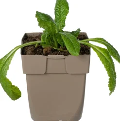 Wilde Karde (Dipsacus fullonum) D 11 H 15 cm