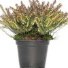 Winterheide (Erica darleyensis 'Darley's Dale') D 12 H 20 cm