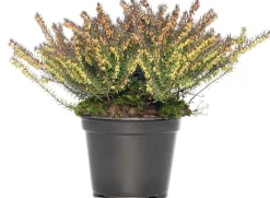 Winterheide (Erica darleyensis 'Darley's Dale') D 12 H 20 cm