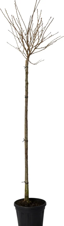 Winterkirsche (Prunus subhirtella 'Autumnalis')